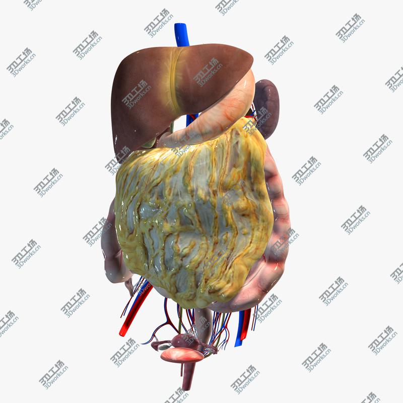 images/goods_img/2021040235/Abdominal Organs/1.jpg